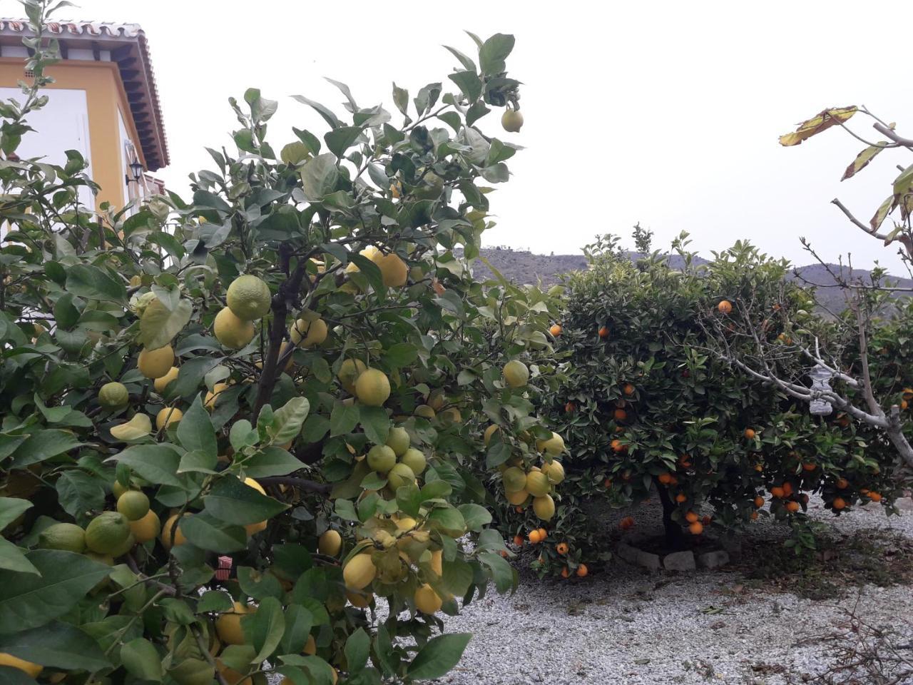 Alojamiento Colina Del Sol Torrox Eksteriør bilde